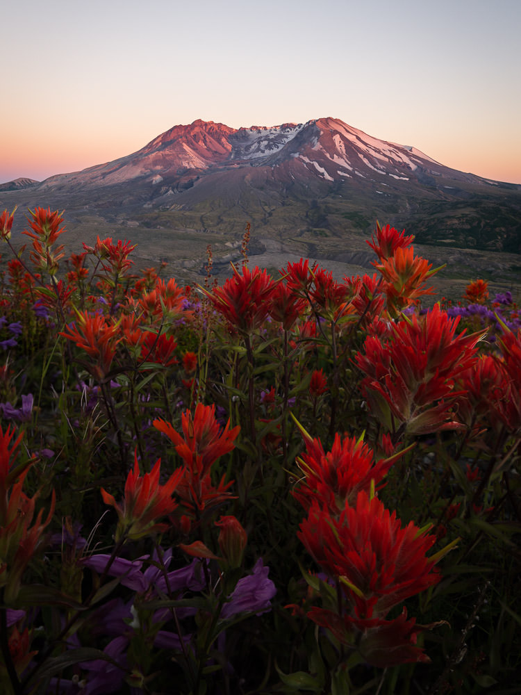 Indian paintbrush flowers at Mount Saint Helens in Washington