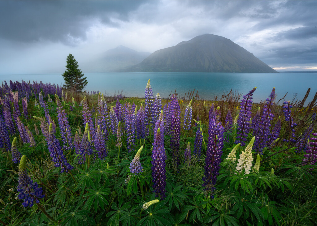 A dense patch of lupine on the shore of a lake with mountains in the background in New Zealand