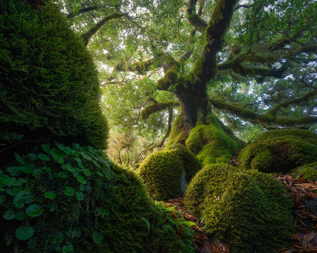 An ancient, moss-covered tree receiving early morning sunlight in the Fanal Forest of Madeira